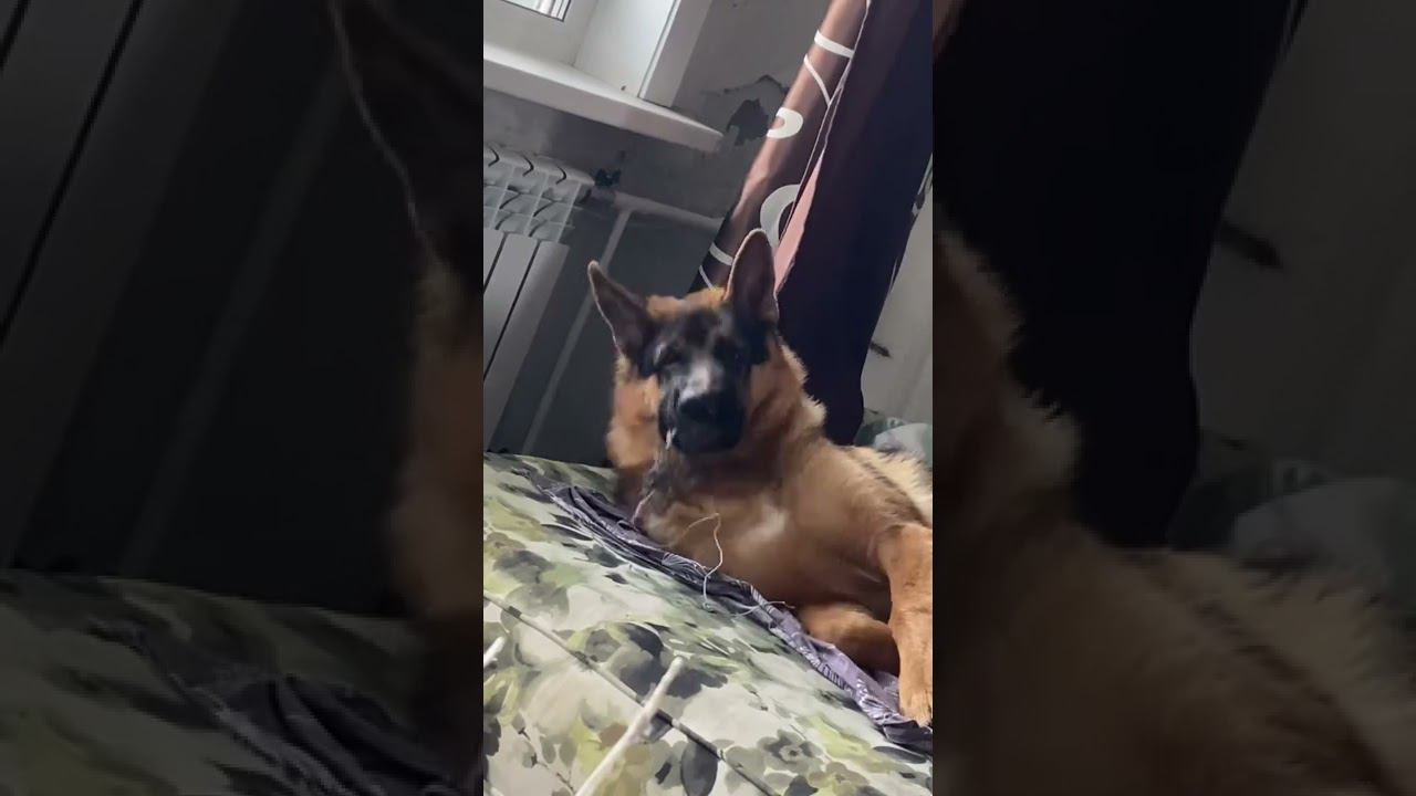 Собака улыбка смотреть онлайн