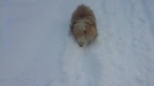 Рыжая панда (шпиц) купается в снегах.