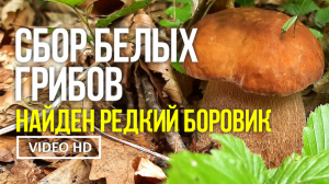 СБОР БЕЛЫХ ГРИБОВ  Найден редкий южный гриб БОРОВИК КОРОЛЕВСКИЙ (Boletus regius) 8 июля 2021 года