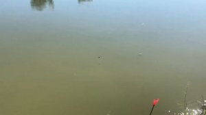 Вип - европейский сом на селёдку