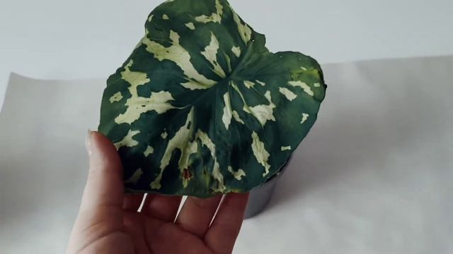 Алоказия или Каладиум? Hilo beauty ? смотреть онлайн