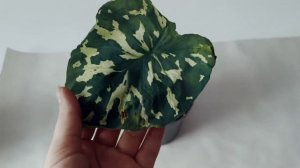 Алоказия или Каладиум? Hilo beauty ?