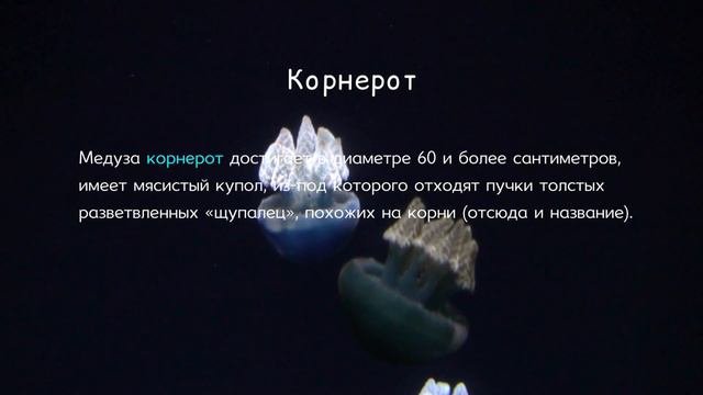 Тип Кишечнополостные
