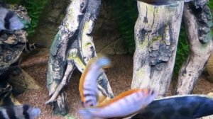 Labidochromis Hongi sp. Kimpuma red