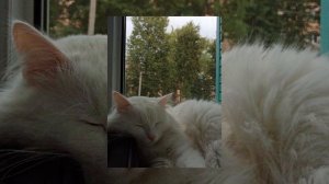 теплые коты ( speed up) автор песни - flёur