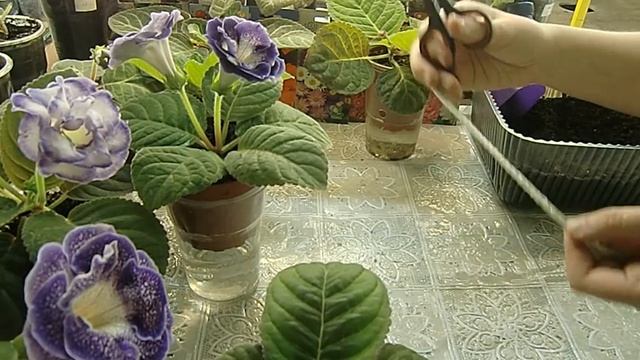 ?Глоксинии на ФИТИЛЬНОМ ПОЛИВЕ !!! КРАСОТА !!!! ? ?How to grow gloxinia part №17 смотреть онлайн
