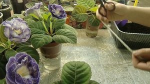 ?Глоксинии на ФИТИЛЬНОМ ПОЛИВЕ !!! КРАСОТА !!!! ? ?How to grow gloxinia part №17