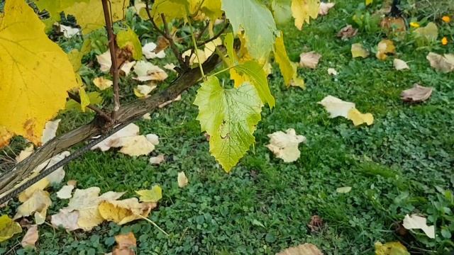 Как я формирую виноград на беседке. смотреть онлайн