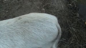 Особенности содержания супоросных свиноматок- месяц до опороса.