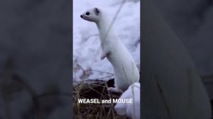 Weasel catches a mouse. Ласка-мышелов. #shorts