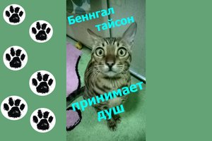 Бенгальский кот Тайсон принимает ванну  Bengal cat Tyson takes a shower