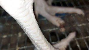 У ИНДЮКА ПРОБЛЕМА С ЛАПОЙ. ЧТО ЭТО? ЧТО ДЕЛАТЬ? ИНДЮШОНОК ПОСТОЯННО ПИЩИТ.