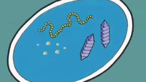 Размножение бактерий