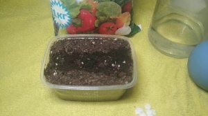 КАК РАЗВЕСТИ КАЛЬЦИЕВУЮ СЕЛИТРУ. ПЕРВАЯ ПОДКОРМКА МАЛЫШЕЙ