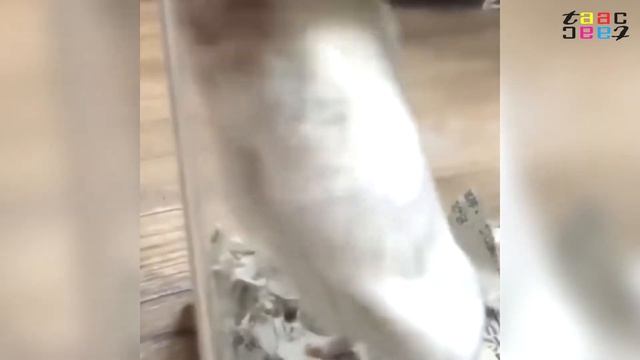 Смешные Животные. Смотреть Подборку Видео По Милых Хомяков.  Приколы 2022.