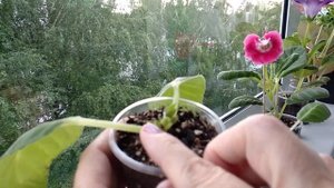 Глоксинии из семян, что делать после первого цветения, мои ошибки