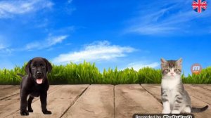 Тест кто ты собака или кошка