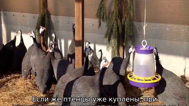 Цесарки: разведение и содержание в домашних условиях