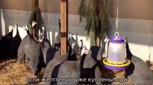Цесарки: разведение и содержание в домашних условиях