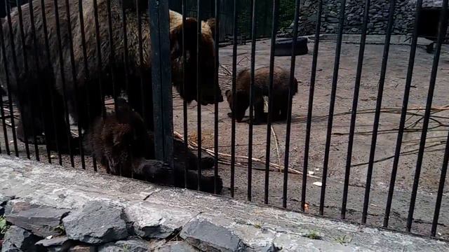 [Зоопарк] Новосибирск (12.06.2015) смотреть онлайн