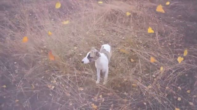 Vorozheya iz Sagi o Gardarike смотреть онлайн