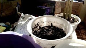 Огород на балконе // Цветы в доме - апрель 2020 г.