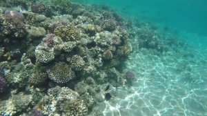 Отель Fort Arabesque Resort, Spa & Villas. Пляж и море, снорклинг, подводный мир. Макади-Бей. Египе