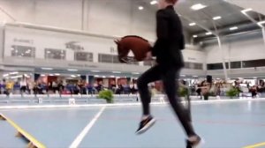 Выездка лошадки на палочке, Чемпионат Финляндии 2019, обязательная программа