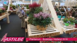 Astilbe 'Chocolate Cherry' (MIGHTY) beste Noviteit Plantarium 2016