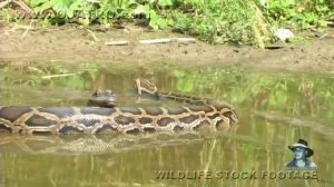 Pythons at Alligator Pond 07 - Dangerous Animals in Florida