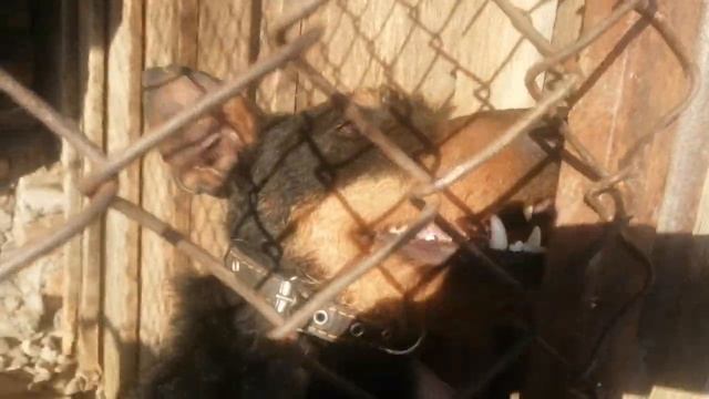 Когда очень хочется гулять) Немецкий ягдтерьер смотреть онлайн