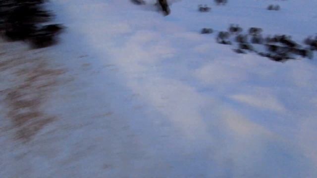 Шаговский пруд. Кормление диких уток крупой и хлебом зимой смотреть онлайн