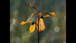 Красивые места, достопримечательности, гимн Подмосковья