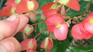 Begonia  - Stængel - Cane like. Hvordan jeg tager frø af dem.