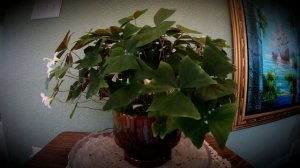 Plants are truly alive! watch this 24 hour timelapse of Oxalis regnellii!