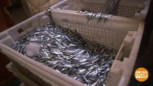 Где "косячится" килька? Доброе утро. Фрагмент выпуска от 13.08.2020