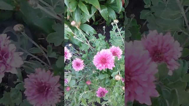 Как выращивать #многолетниецветы хризантемы #всаду