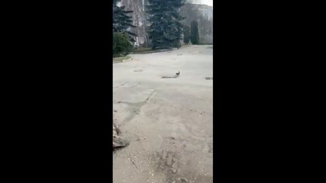 ф 6 Минуты радостного чтения Сказка на ночь Как Лара с папой спасали утят смотреть онлайн