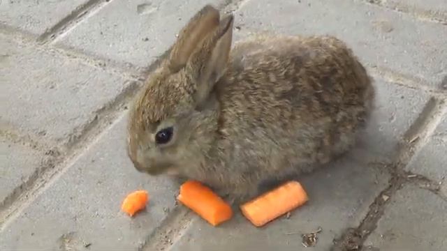 Страусиная ферма Курган | Зоопарк для детей смотреть онлайн