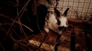 самая любимая порода кроликов бабочка