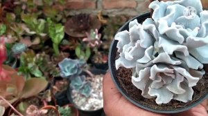 Echeveria Crispate Beauty cuidados