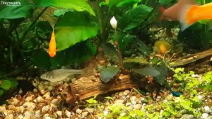 цветение, Буцефаландра  медный лист, Bucephalandra, аквариумные растения, 水生植物, plantas acuáticas