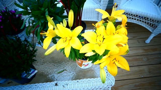 Обзор новых растений в сад. Многолетники. смотреть онлайн