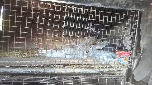 ?Чем нужно кормить кролика чтобы он набрал вес//Жизнь в деревне!!! смотреть онлайн