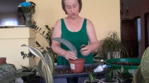 Это сансевиерия на удачу.Любовь Скороходова.