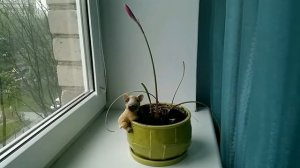 Зефирантес (оказывается)