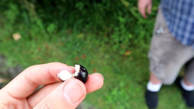 Flame of The Woods Fruit (Ixora coccinea) - Weird Fruit Explorer 402 смотреть онлайн