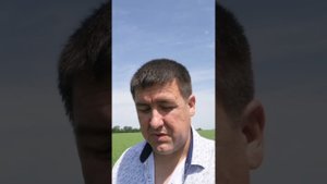 Нут осветлился, причины? #сегодня #сельскоехозяйство #агроном 61#farming#нут