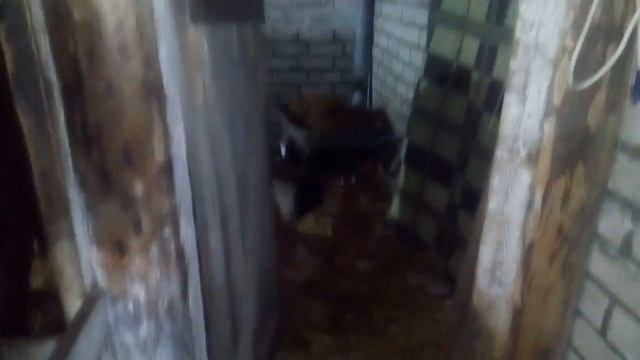 Коза начала перехаживать! Корова успокоилась! смотреть онлайн