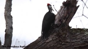 ЖУТКИЕ ВСТРЕЧИ СО СНЕЖНЫМ ЧЕЛОВЕКОМ